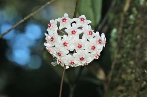 Hoya carnosa (L. f.) R. Br.