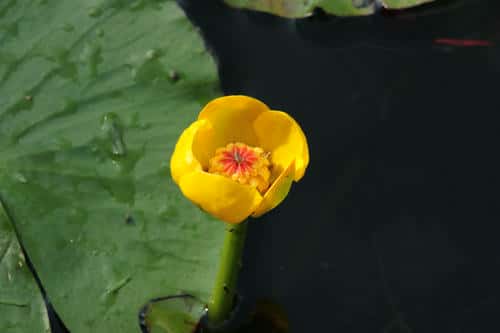 Nuphar shimadai Hayata