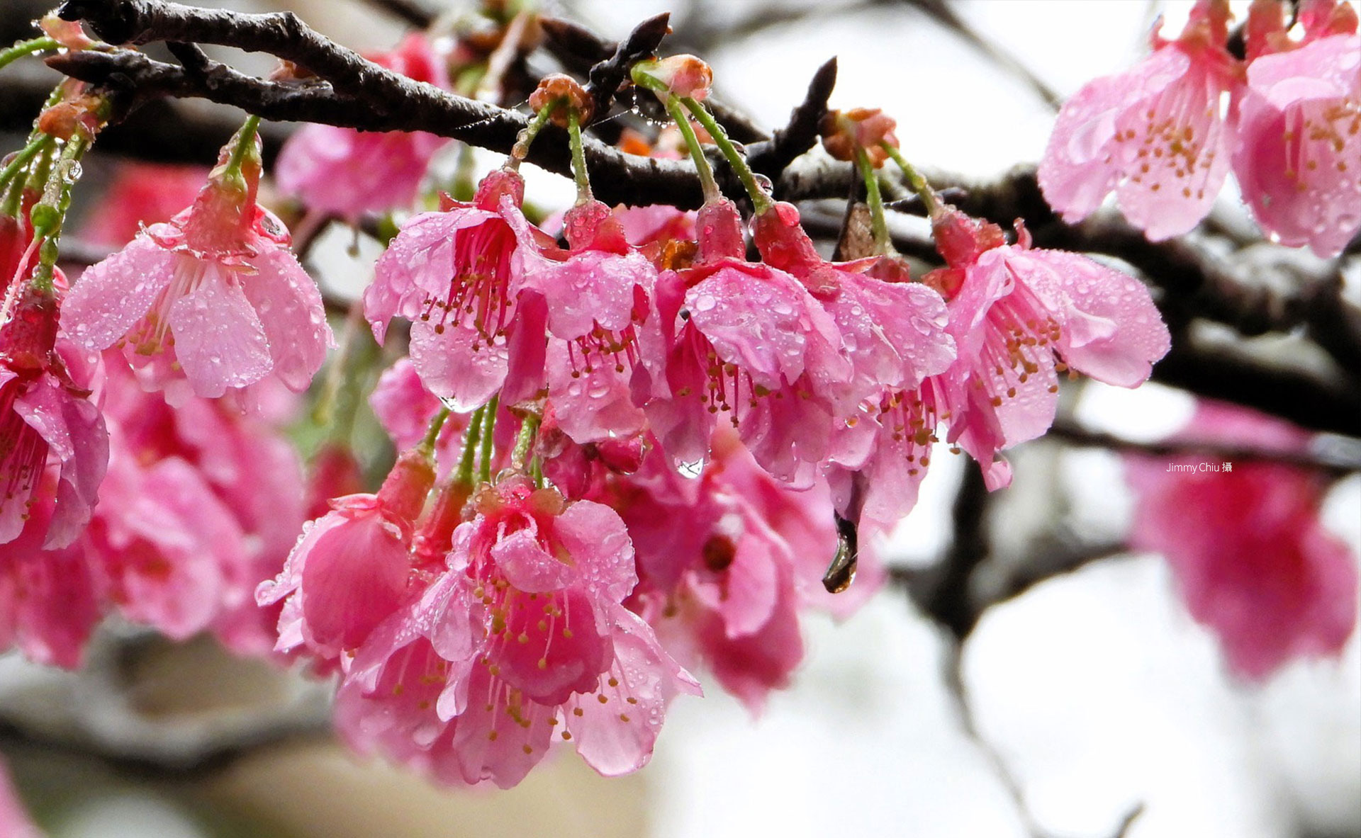 Fushan Information Banner