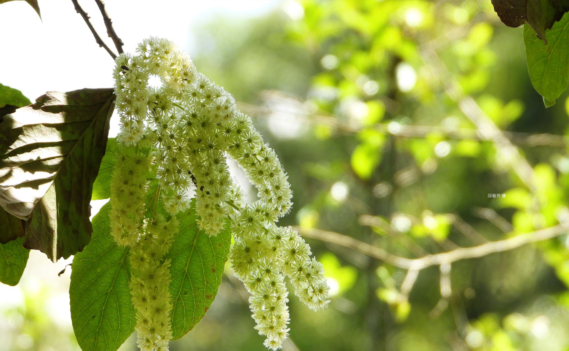 Exploring Fushan Banner