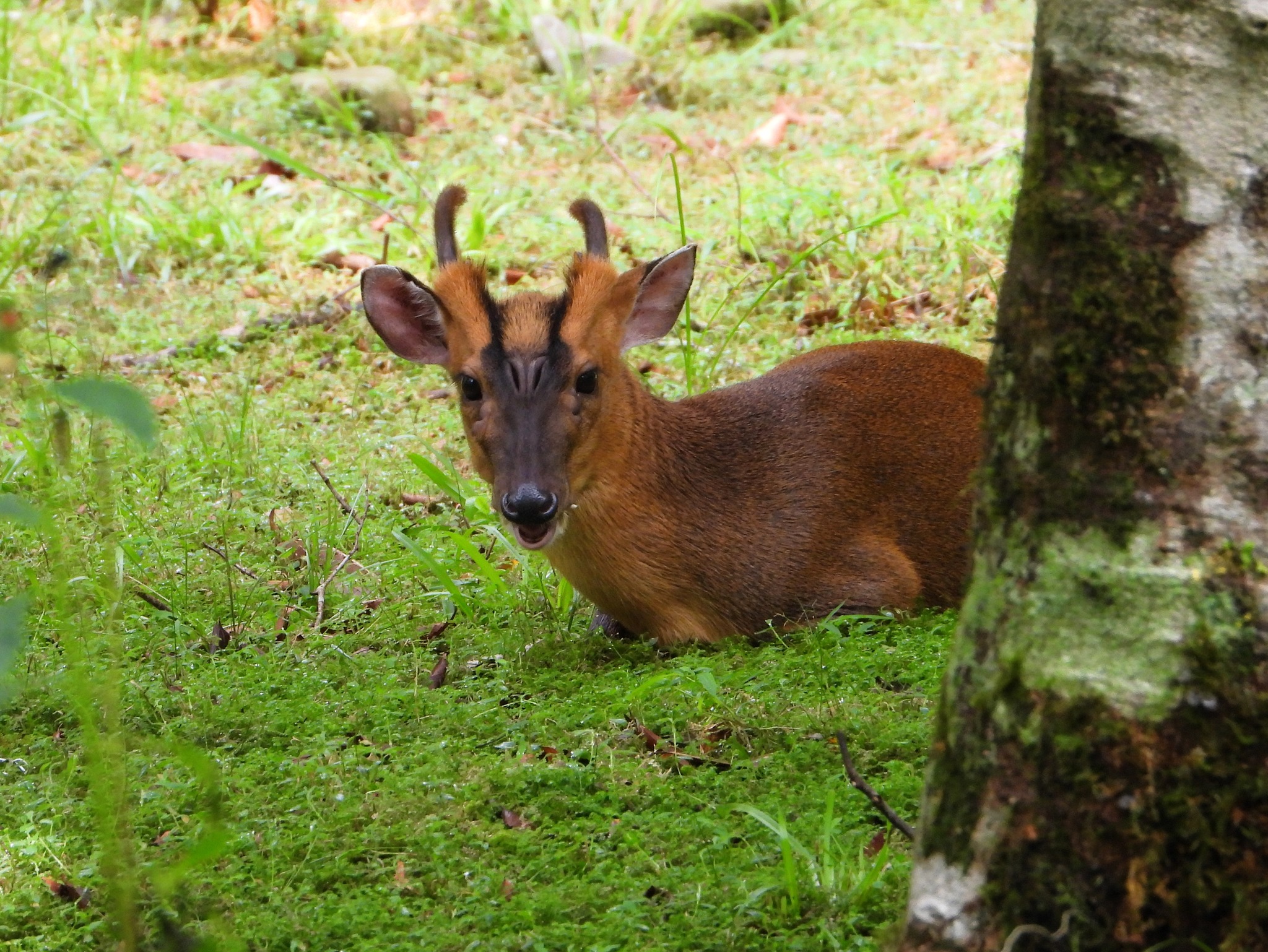 Muntiacus reevesi micrurus