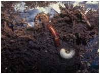 圖二、鳥巢蕨截留腐植土裡的無脊椎動物。(徐嘉君 攝)