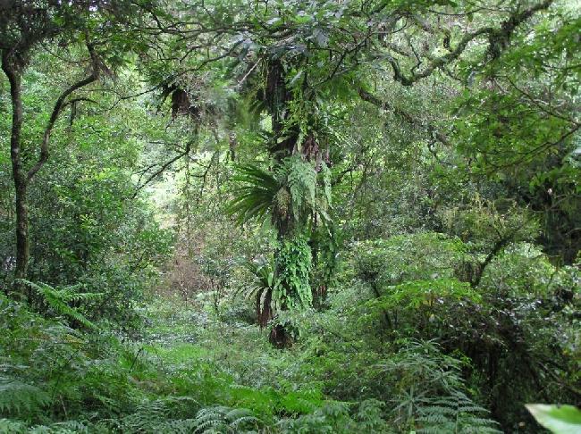 福山植物園常可見附生植物層層疊疊地攀附在樹枝條上