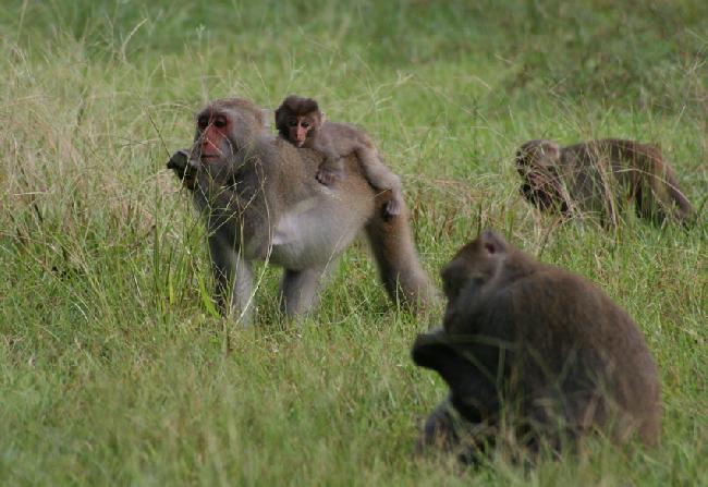 吃食假儉草的猴群家族。