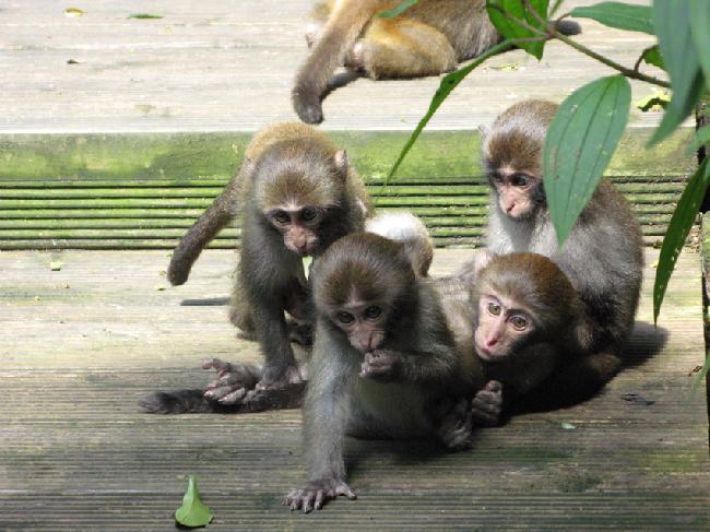 10~2月為獼猴的交配季，經過5個月半的懷孕期，約莫4~6月為生殖高峰期。圖為三個月大的幼猴。