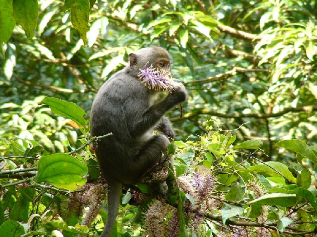 食源豐富的獼猴除了花、果實、種子之外，也會吃螽斯、毛毛蟲、蛾類等葷食。圖為獼猴吃山龍眼花序。
