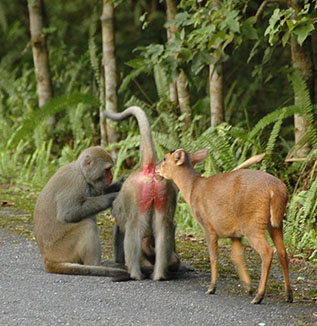 福山植物園偶見獼猴與山羌的互動。 攝影者/張道弘