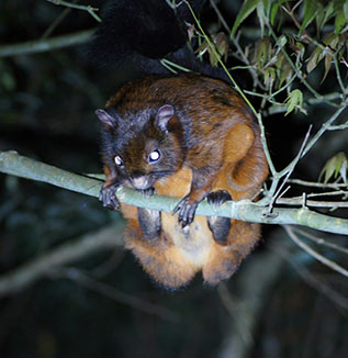 鼯鼠平常被稱為飛鼠，為夜行性動物。白天棲息於樹洞中，傍晚出來覓食。 攝影者/高喜沛