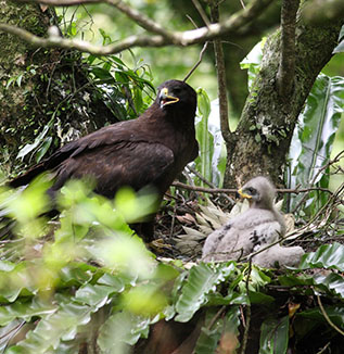繁殖期約於2月至7月，多築巢於森林陡坡中高大的樹冠上。 攝影者/林文宏