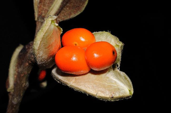 鐘萼木的成熟果實與種子(開新視窗)