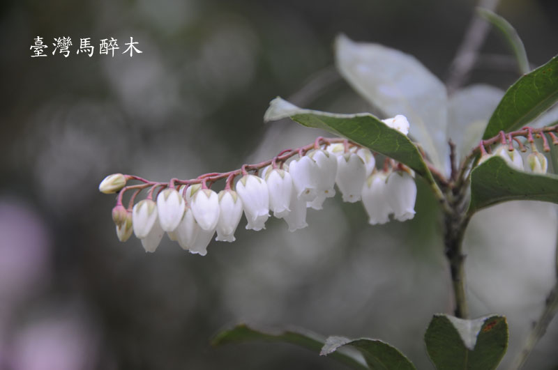 圖2.台灣馬醉木的花朵排列整齊，像一串雪白的鈴噹。(許文源攝)(另開視窗)