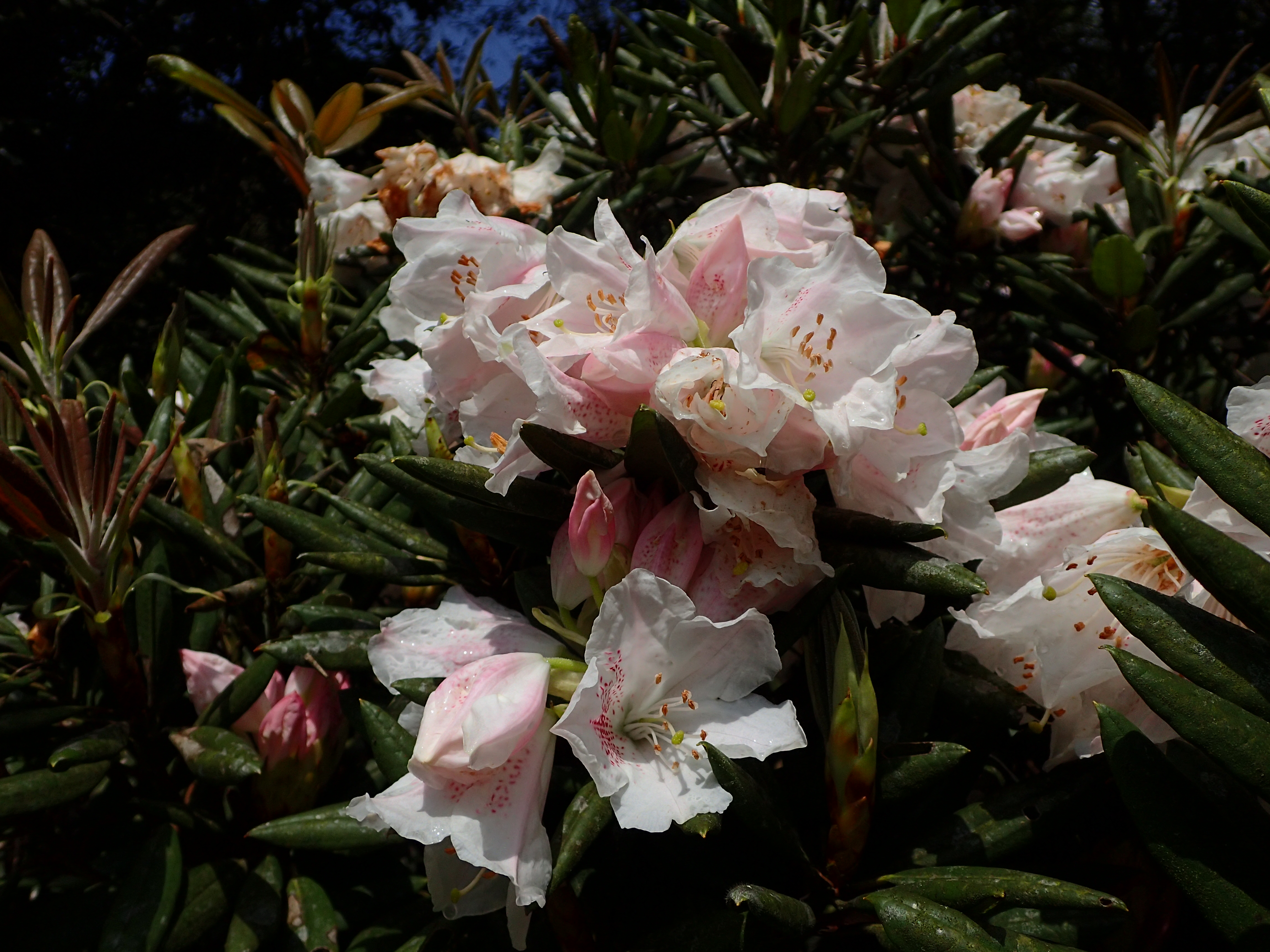 圖5.福山植物園也收集了玉山杜鵑，賞花不必跑到高海拔山區(另開視窗)