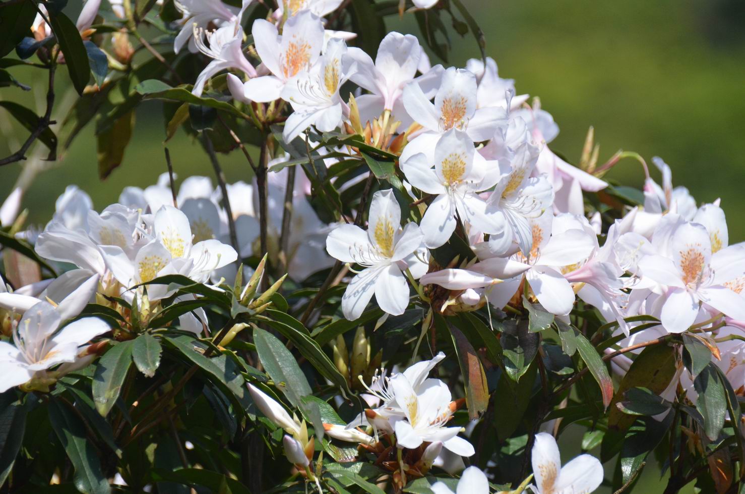 圖2.四到五月盛開的西施花是臺灣唯一具有香味的杜鵑花(照片提供：謝孟宜)(另開視窗)