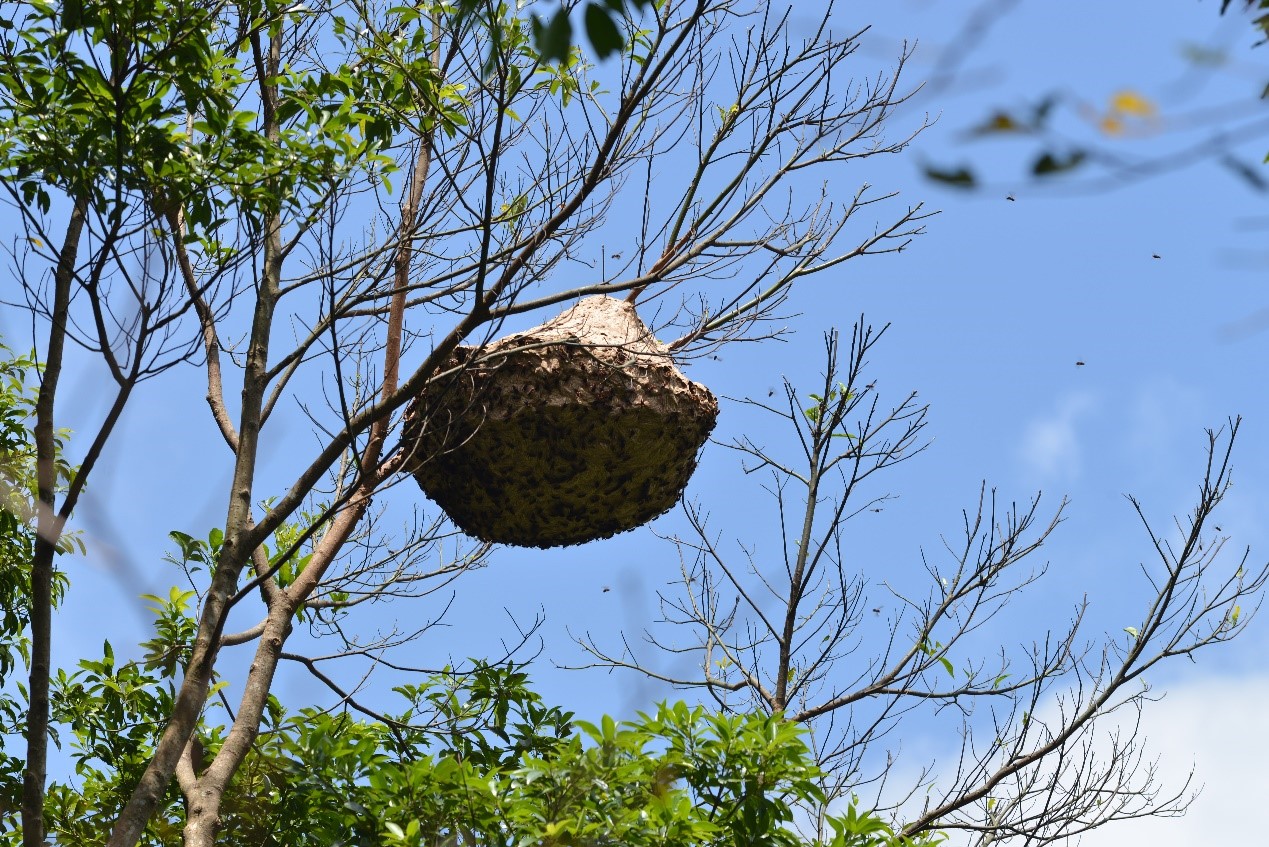 圖3.攻擊性強的黑腹虎頭蜂高懸於枝頭上(另開視窗)